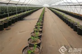 云南省农科院高山所：科技赋能 实现蓝莓周年生产图片