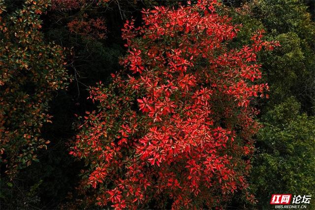 岁暖时刻丨藏在张家界的秘境！四十八寨层林尽染，这斑斓山色谁看了不心动