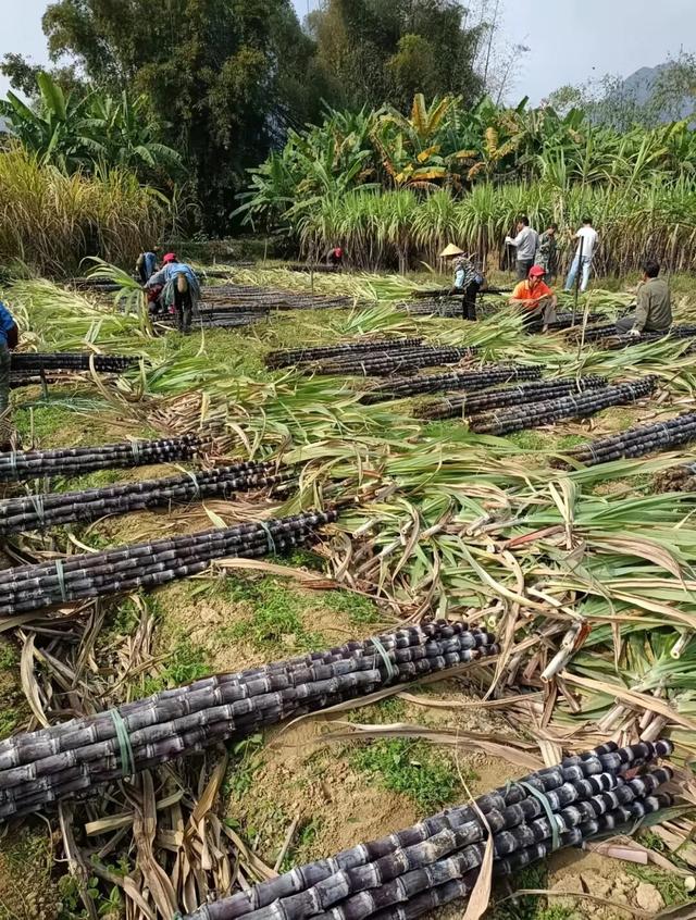新华社携手董宇辉走进广西边关秘境，这里的山水“有点甜”……