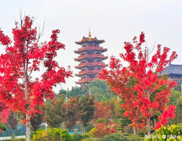 滨河公园枫叶红，多彩秋意景色浓