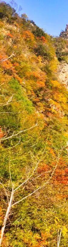 “刷爆”洛阳人朋友圈的金色，谁看谁心动～