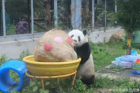 大熊猫萌兰、花花、和叶同日庆生，祝三只“小熊友”生日快乐图片