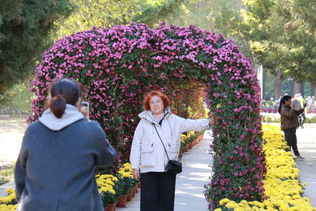 网络中国节·重阳丨沈阳：初冬菊蕊独盈枝