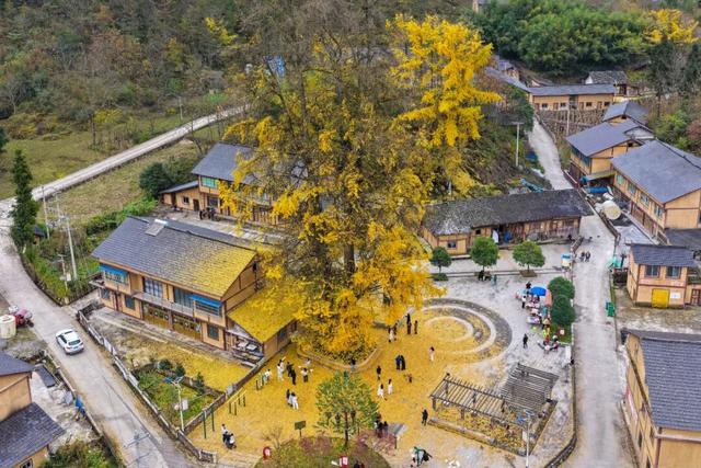 红丝乡：千年银杏“金甲”迎客来