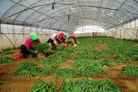割韭菜喽！头茬，够味儿！图片