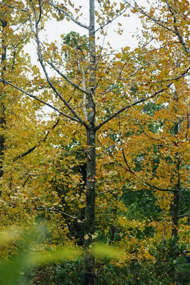 黄了！黄了！福州这里迎来颜值高峰！