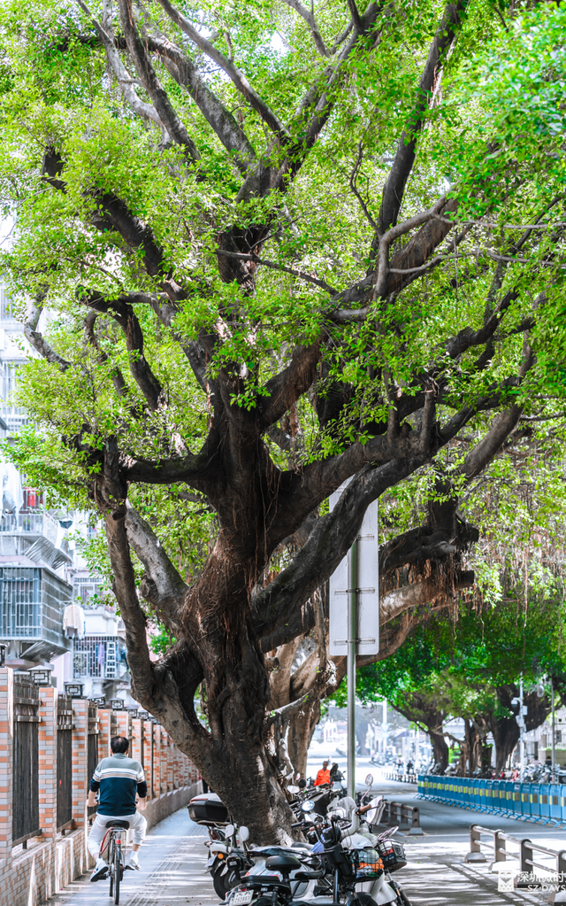 一条荔园路，多少蛇口人的前半生