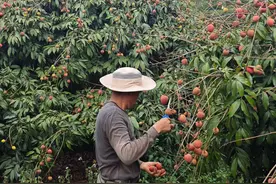 48小时“荔枝鲜”拼多多的速递实验图片