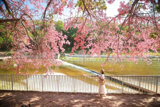 粉色花海，已开遍龙华