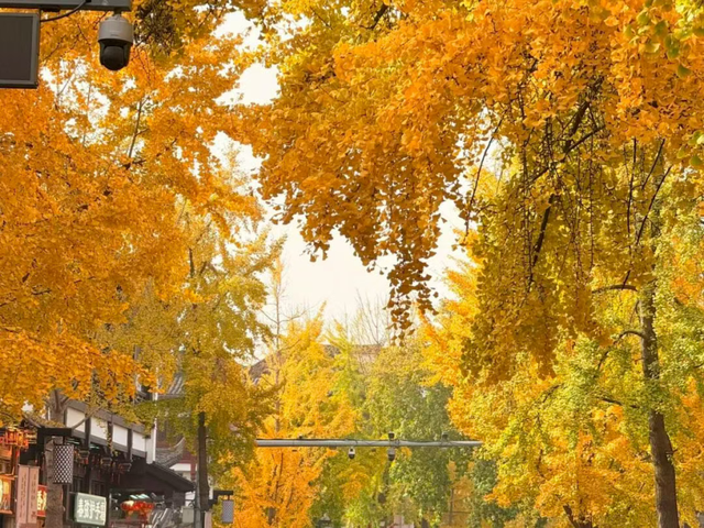 怎么能错过秦淮的秋天呢？