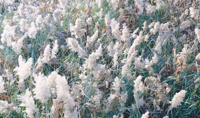 临潼河堤路的冬，是美拉德色系的极致浪漫→