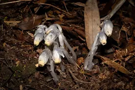 发现罕见“幽灵之花” 贵州植物家族再添新成员图片