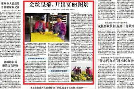 《烟台日报》金丝皇菊，开出富丽图景图片