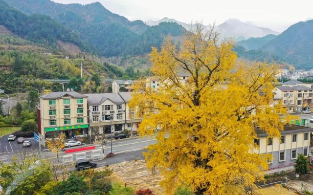 临安，一座被银杏腌入味的城市