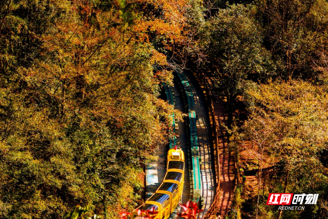 张家界十里画廊：深秋调色盘已送达，观光电车带你驶入层林尽染的童话秘境