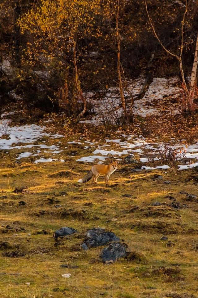实拍亚拉雪山，11月的川西美景势必再火一个！