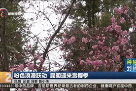 来昆明，走花路，赏春天！图片