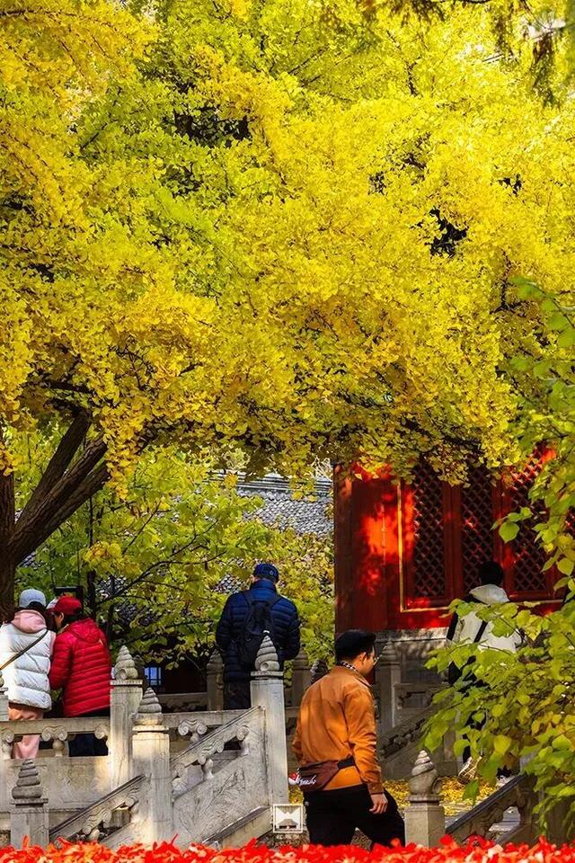 金色瀑布！北京这些千年古银杏正在最佳观赏期！