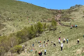 快被薅秃了！北京河北交界的这座“韭山”上，“人比韭菜还多”图片