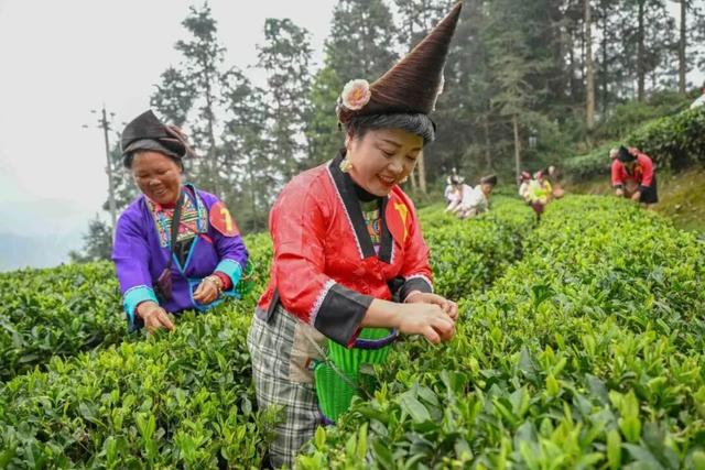 融水双节活动剧透！这份超全文旅攻略，提前收藏不迷路