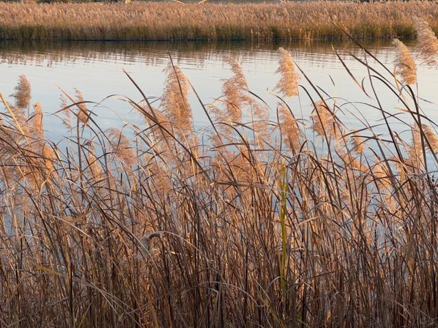 绒白胜雪！西安的芦苇仙境，氛围感拉满