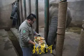 亚洲象“撒宽”迎来39岁生日 | 镜相图片