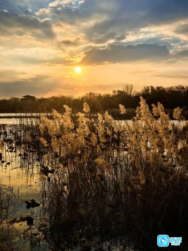 朝看芦苇夕望鸟，潍坊这里的冬日氛围感拉满！