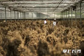 视觉故事 | 从轮椅到舞台，她用电商架起大山与世界的桥梁图片