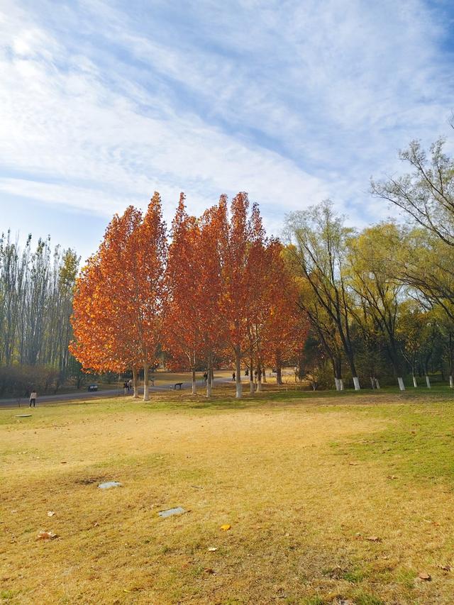 秋深冬浅时，奥森浸染缤纷色彩