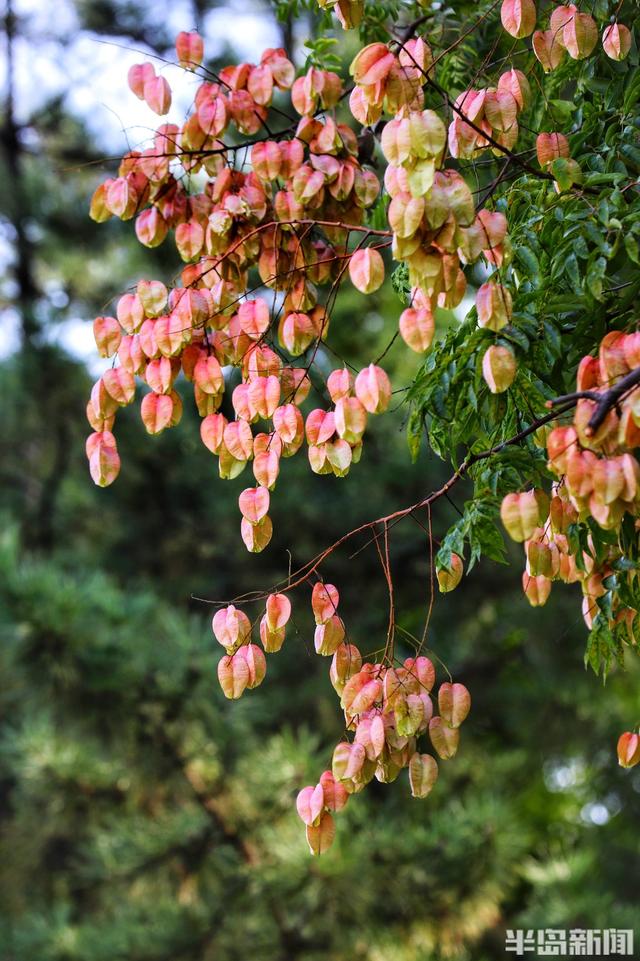 金秋斑斓 公园如画