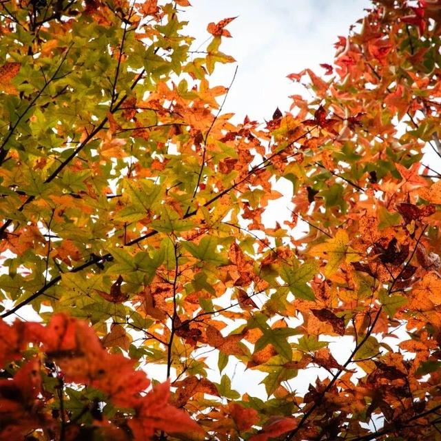 去有“枫”的地方，团风大崎山“枫”景正好！