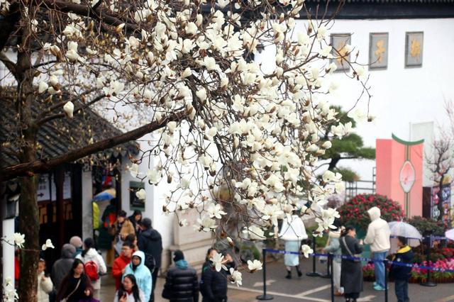 江苏苏州：狮子林玉兰花开春意浓
