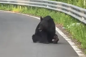 网友路遇受伤大黑熊报警 林草局：正在寻找，找到后会进行救助图片