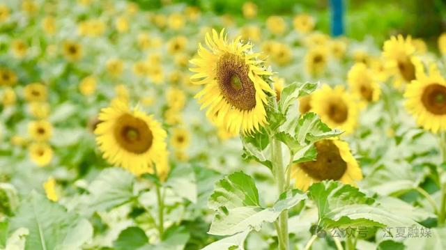 江夏法泗街刘家港水美乡村：在稻荷清香里，安放夏日慢时光