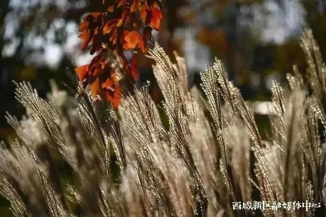 西安上新！高颜值秋景，正在加载！