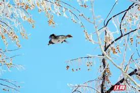 新疆北屯拍到明星鸟，在沙枣树上疯狂享受着美食图片