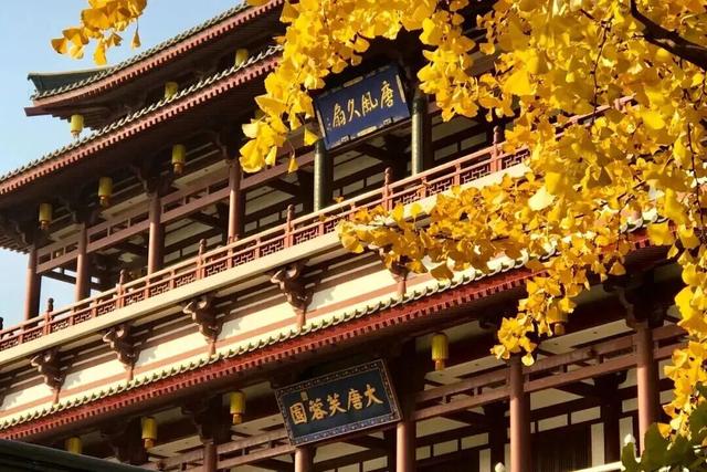 曲江银杏观赏季丨漫步金色世界，享受秋日时光