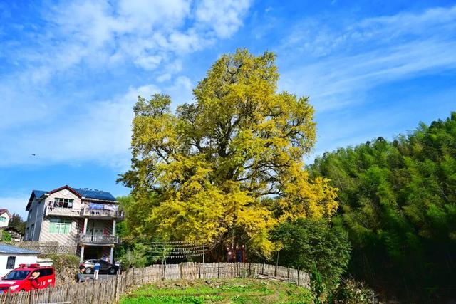 江西铅山：“银杏树王”进入最佳观赏期 引客徜徉金色画卷