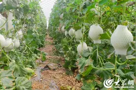 临沂：玉菇甜瓜喜丰收 甜蜜产业助增收图片