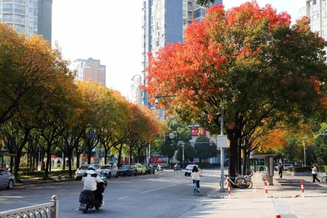 此时，闵行最美的地方就在……