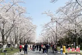 江苏扬州2024鉴真樱花季启动 众多市民赏樱踏春图片