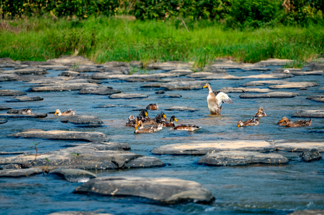 百色田东，“中国芒果之乡”不止芒果！
