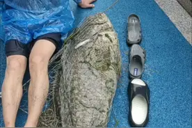 哪来的？海沧湖钓起72斤石斑鱼图片