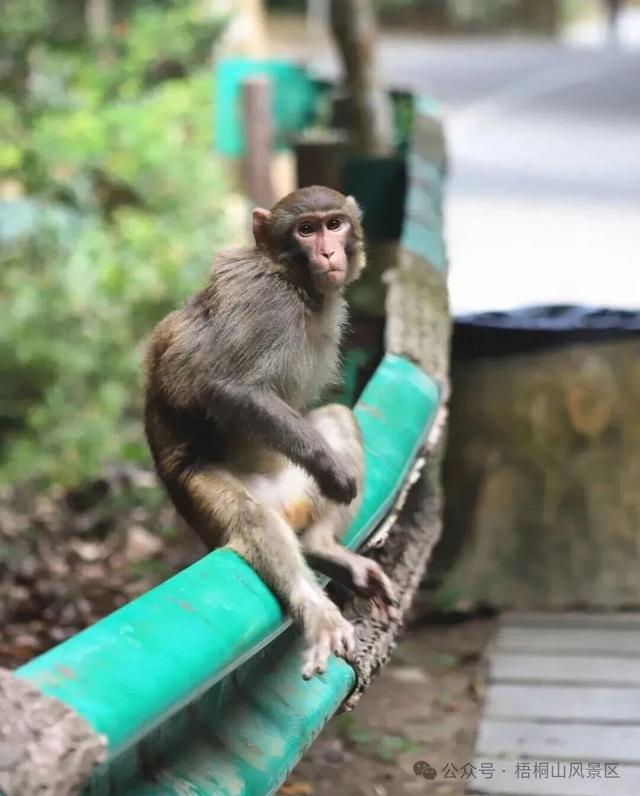 欢迎来到疯狂动物城·罗湖分城