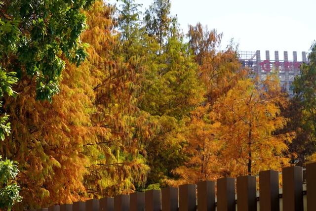 视觉增城｜落羽杉披“红妆” ！快来解锁增城冬日生态画卷