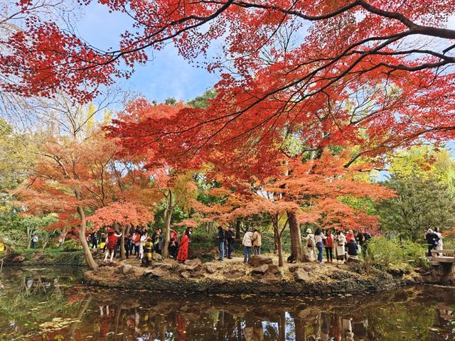 上海秋景天花板 嘉定秋霞圃红叶美翻了！