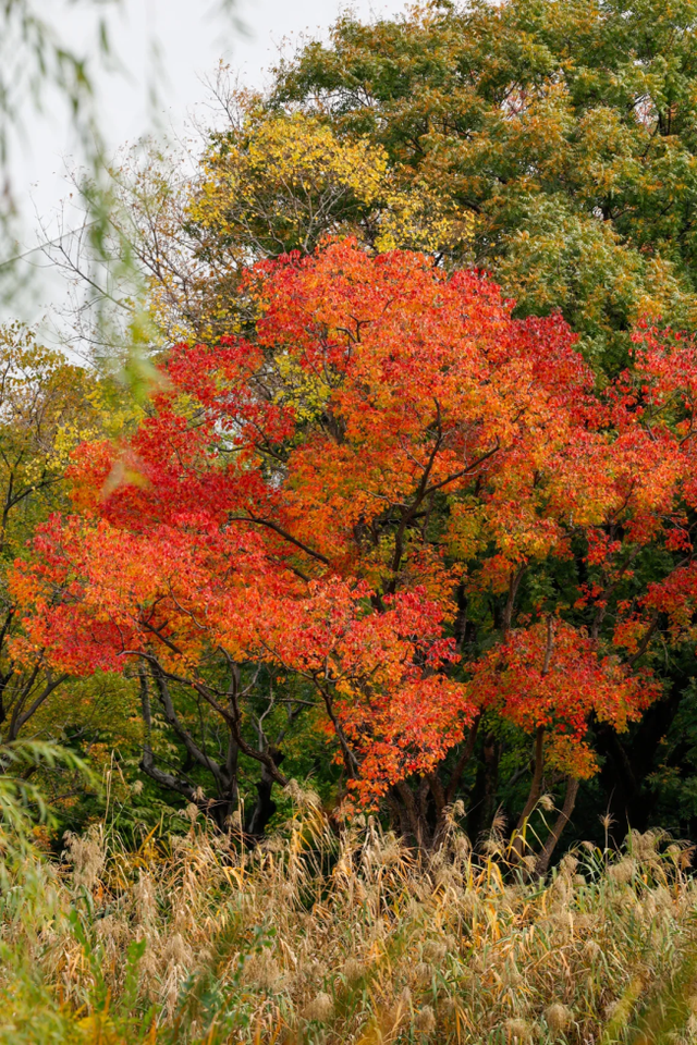 在上海市区的免费公园，一棵五彩树就是一场盛大的秋天！