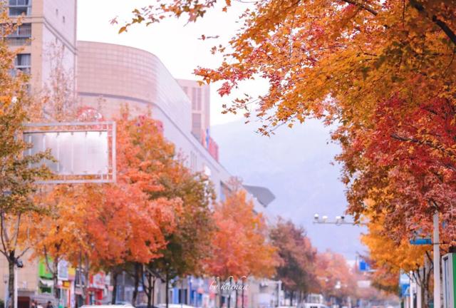 藏不住！秋天的莲都街头，绝美~