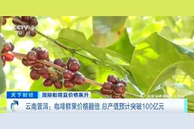 云南普洱咖啡豆“身价”翻倍！总产值预计将突破100亿元图片