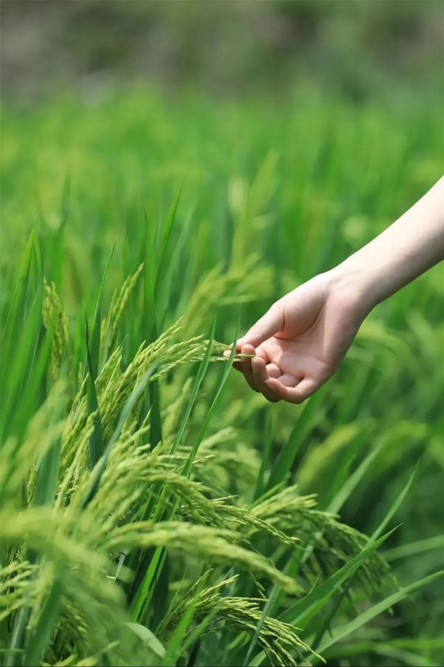 乐游绵阳 清凉一夏 ‖ 又是一年稻花香，游仙这个村庄美成治愈系油画！